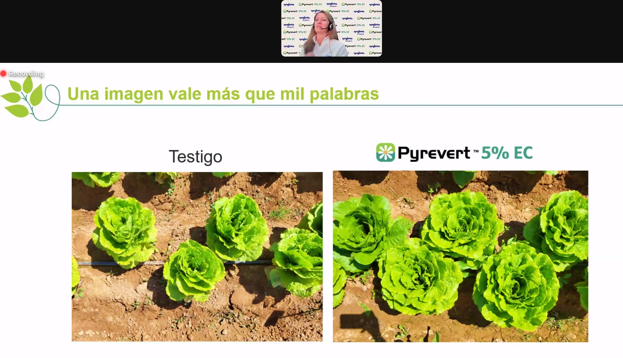 syngenta insecticida 2