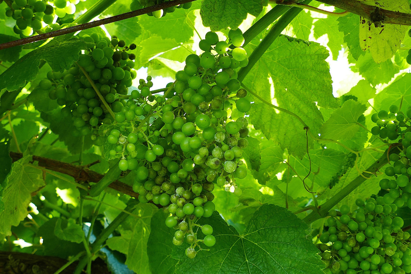 Acios de albariño con mildio branco e larvado. Foto: Estación de Areeiro