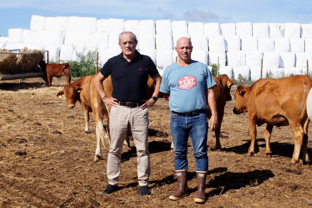 Antonio Castanheira e Carlos Serra, co seu rabaño beefmaster en Casal de Quintanelas, ubicada en Sintra (Portugal)