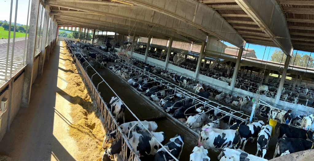 Vila Alborés é socia de Forxabar, a cooperativa para xestión en conxunto de forraxes e alimentación do gando formada por 8 ganderías das comarcas do Xallas e A Barcala