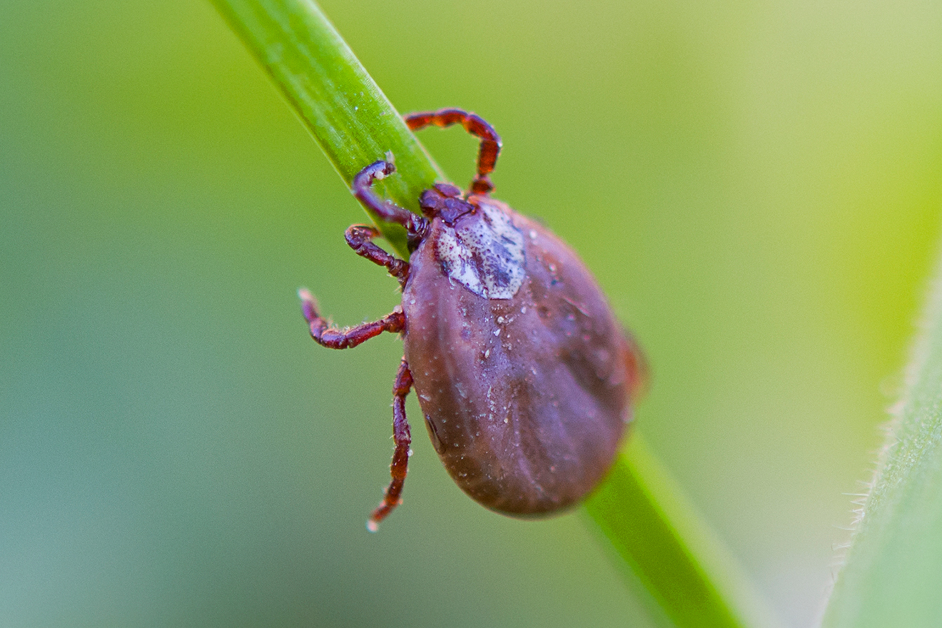 Deer tick sleeping on grass stalk. Ixodes ricinus. The dangerous parasite transmitted infections such as encephalitis and Lyme disease.