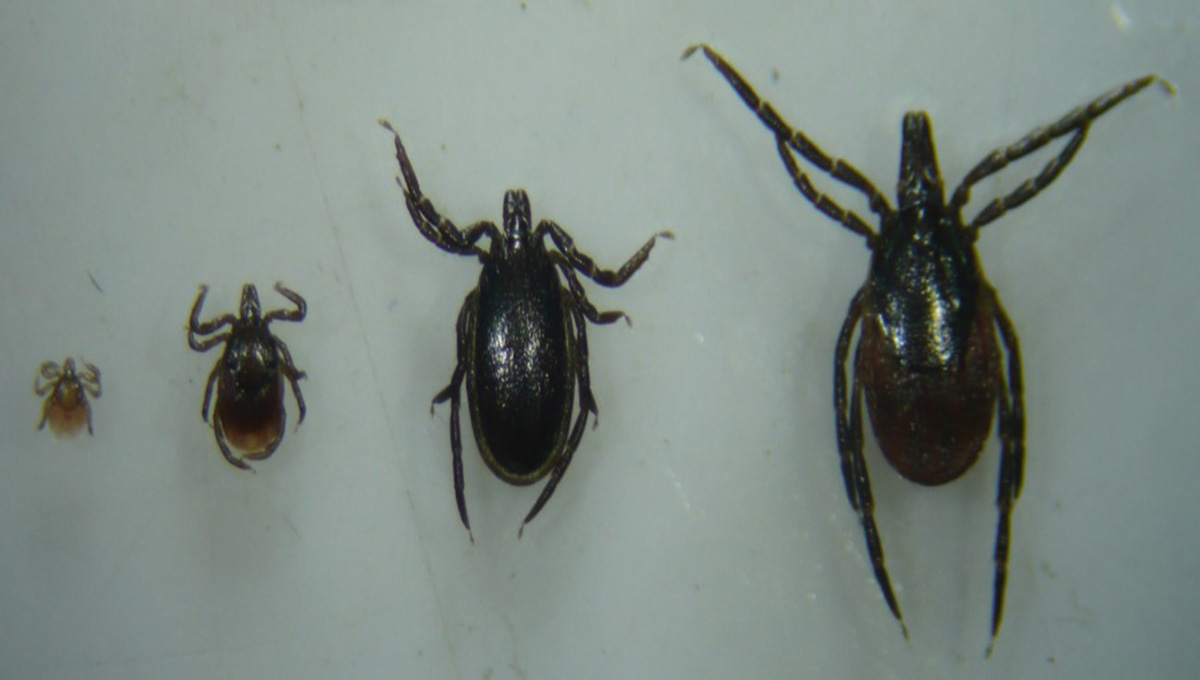 Os 4 estadios de ixodes ricinus (de esquerda a dereita): larva, ninfa, macho adulto e femia adulta. Imaxe cedida por Alberto Díaz