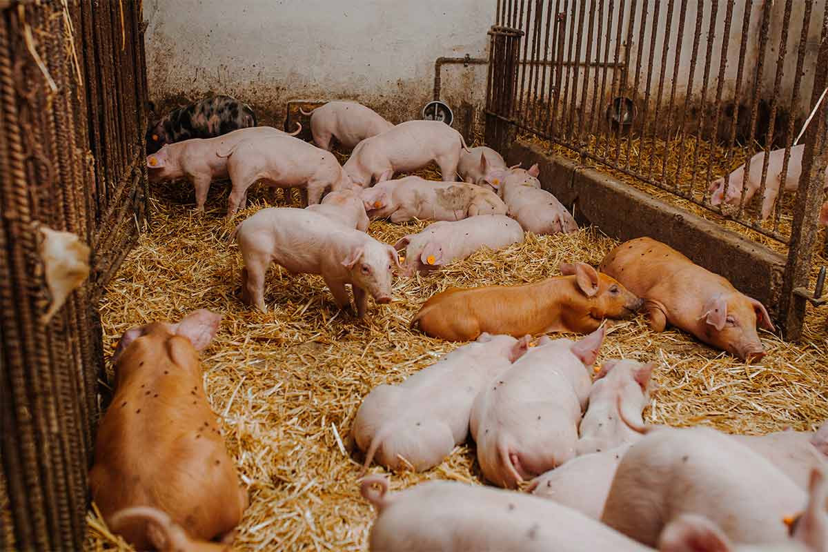 leitons porcino granxa