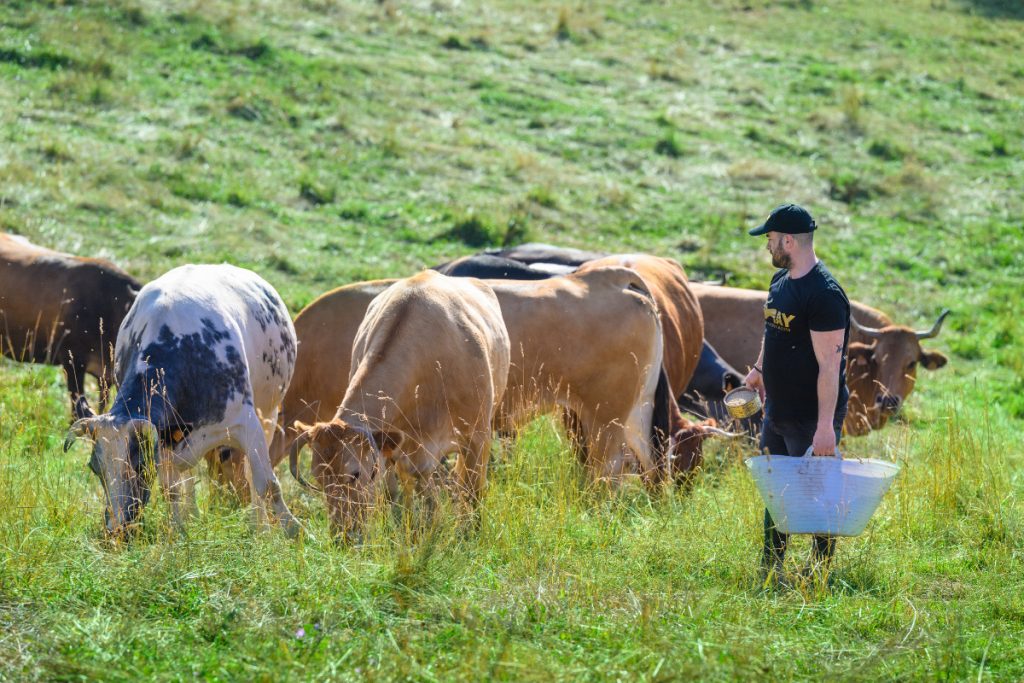 CARNICAS NAY (Castro) vacas1