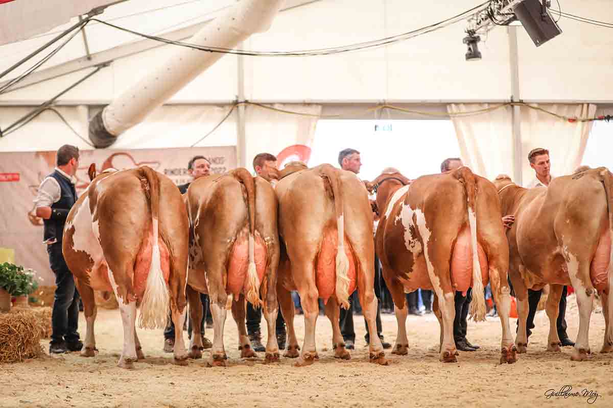 Foto de Rind Steiermark – ©G. Moy
