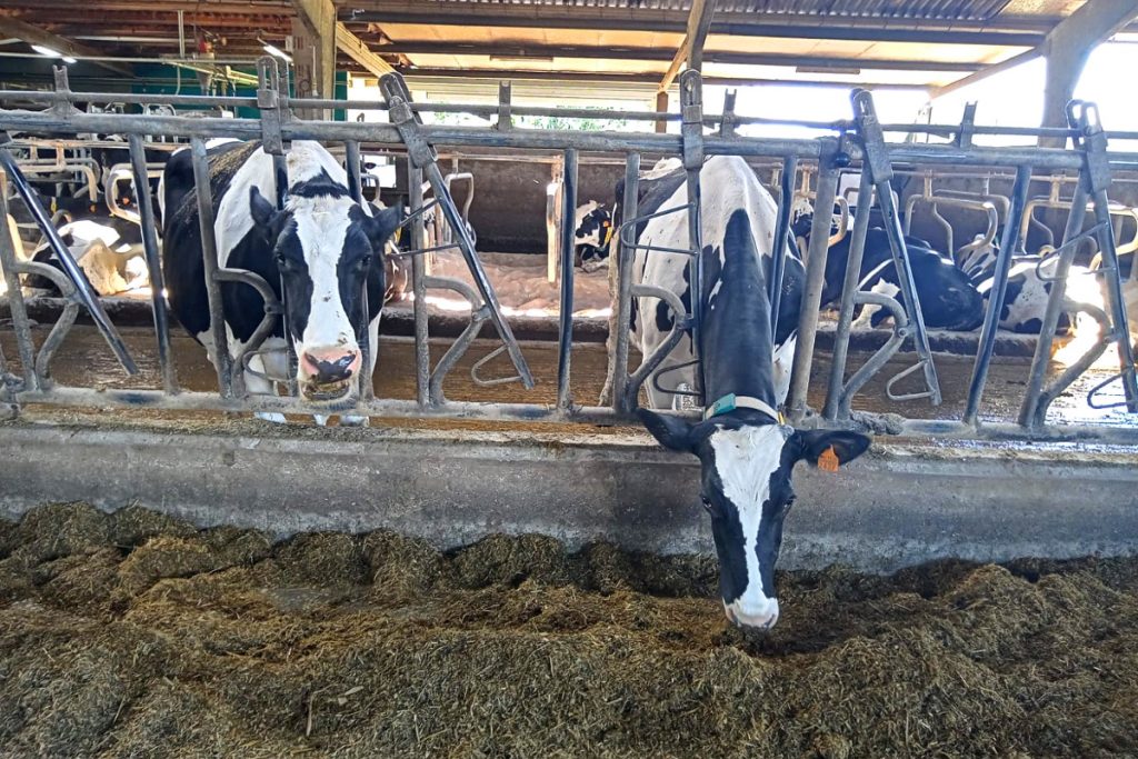 FORNO SC (Lancara) racion vacas producion