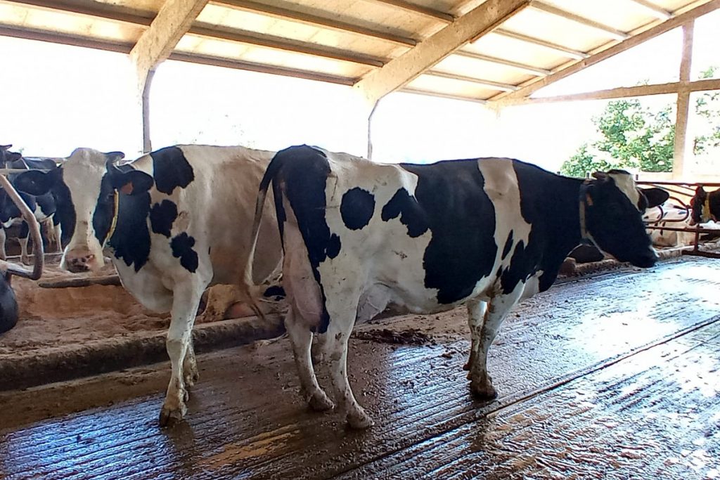 FORNO SC (Lancara) vacas producion1