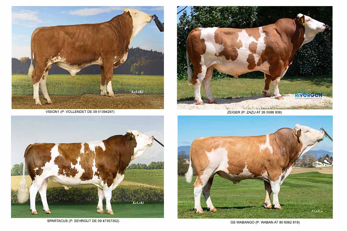 Imagenes vacas