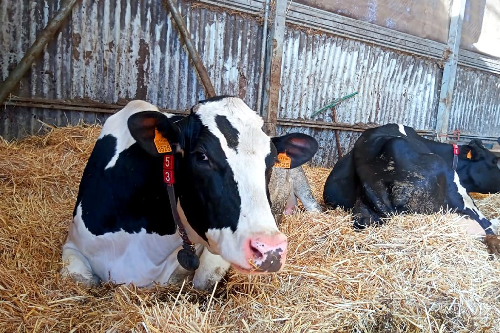 Vacas na zona de parideira da explotación