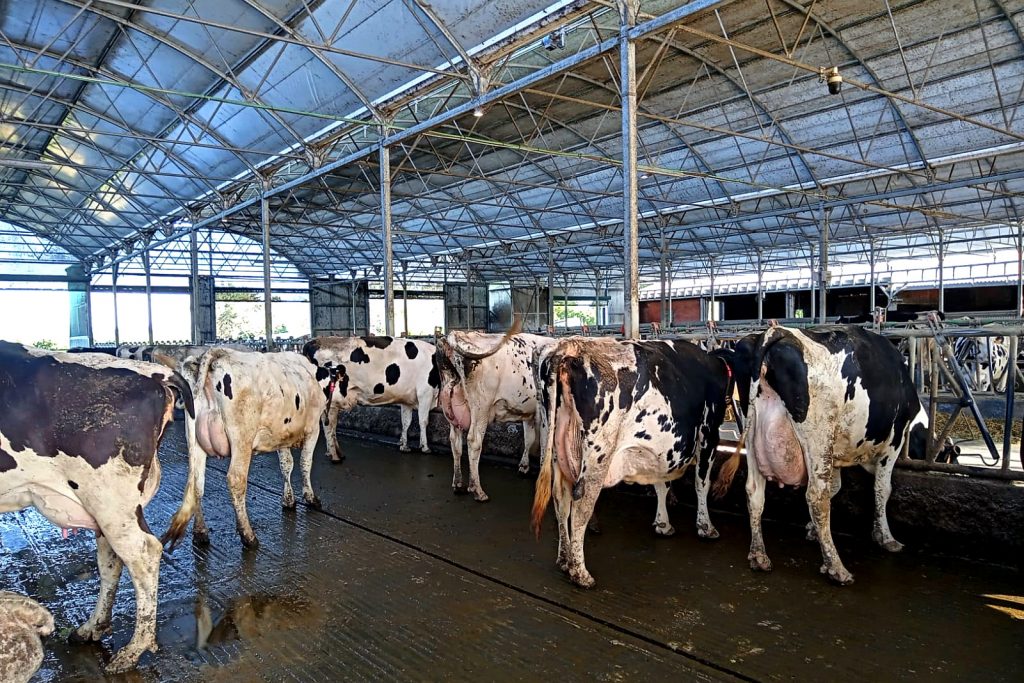 PRADO Y LOZANO SC (Cospeito) vacas producion