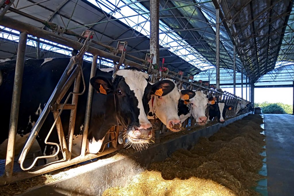 A ración das vacas en produción está baseada no silo de herba