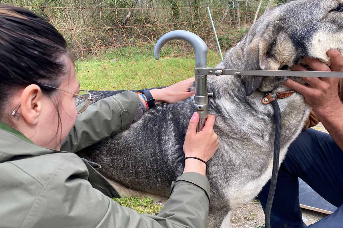 Sara Bermúdez realizando as tarefas de medición dos animais que formaron parte do estudo. Imaxe cedida