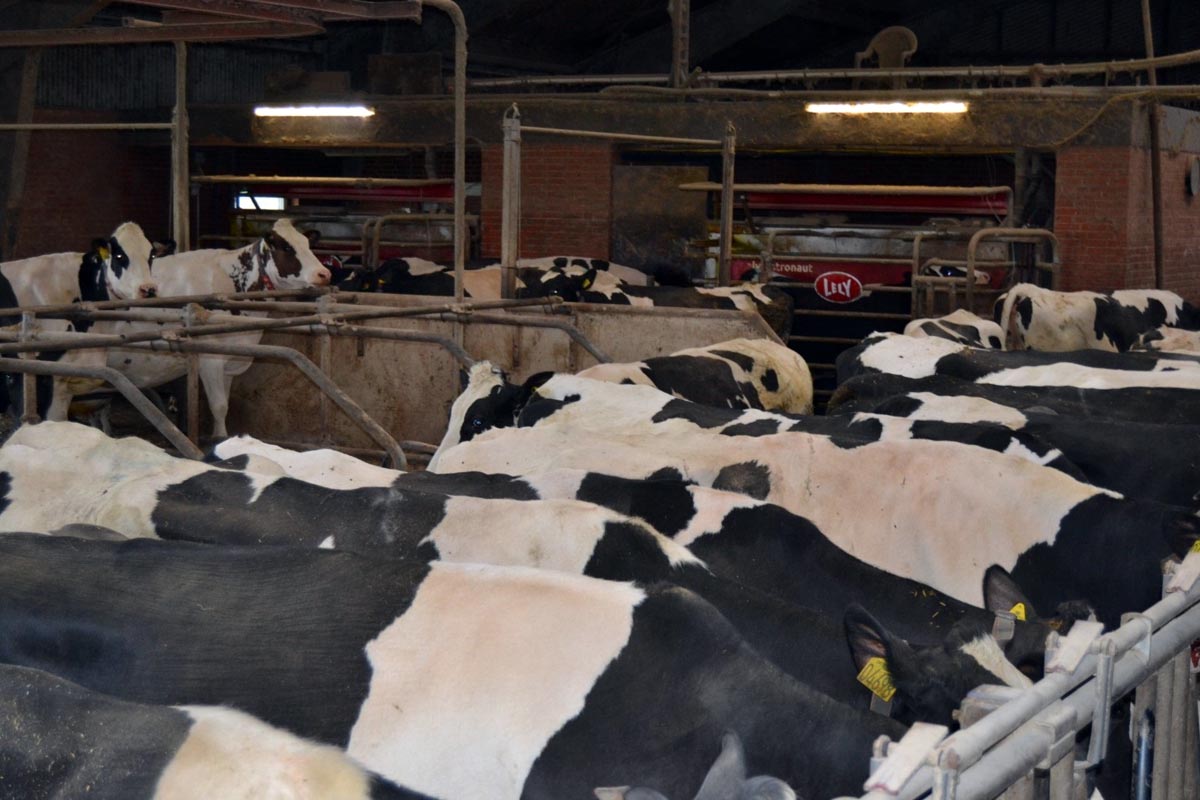 Lote de produción con 2 robots para máis de 140 animais.