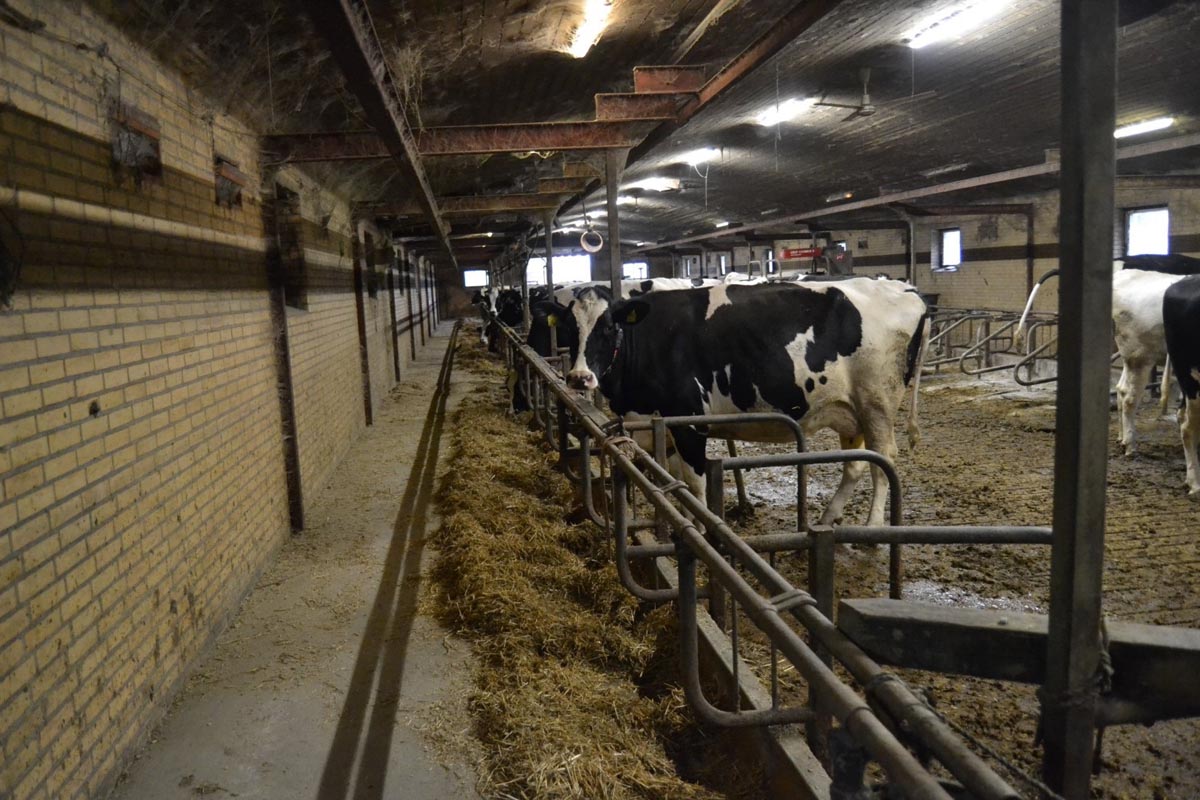 As vacas secas alóxanse na que foi a nave de produción até o 2008.