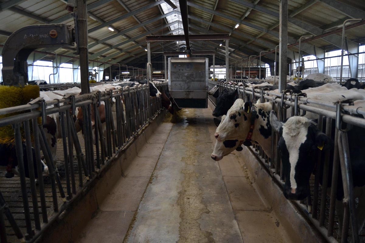 Distribuidor da ración para as vacas en lactación e para o lote de vacas secas, preparado nun carro estático.