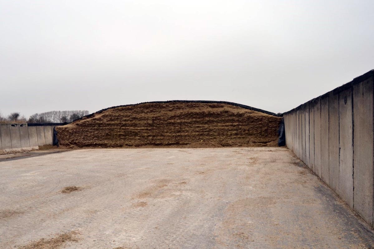 Silo de millo e pastone, ensilado por capas.