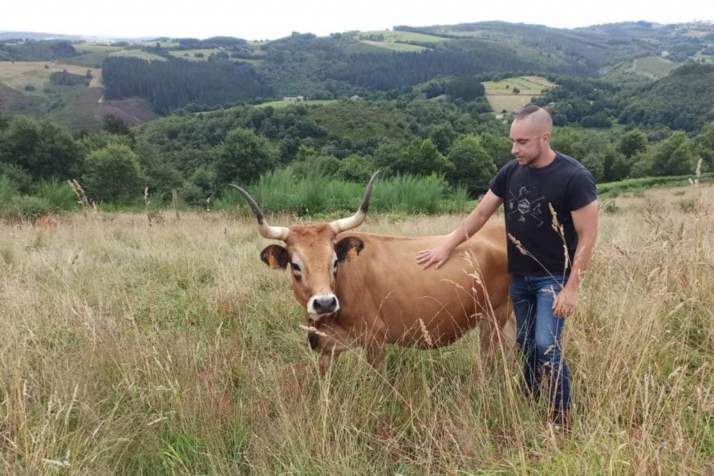 Debido a un buen manejo, David destaca la mansedumbre de las vacas.