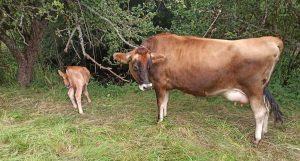 Vaca jersey da que se extrae o leite para autoconsumo.