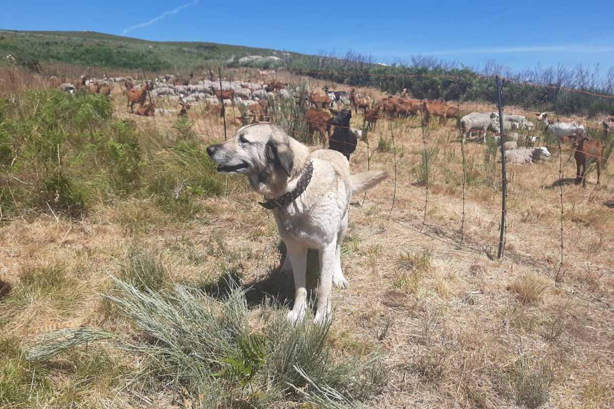 Martín facendo traballo de protección do gando. Imaxe cedida