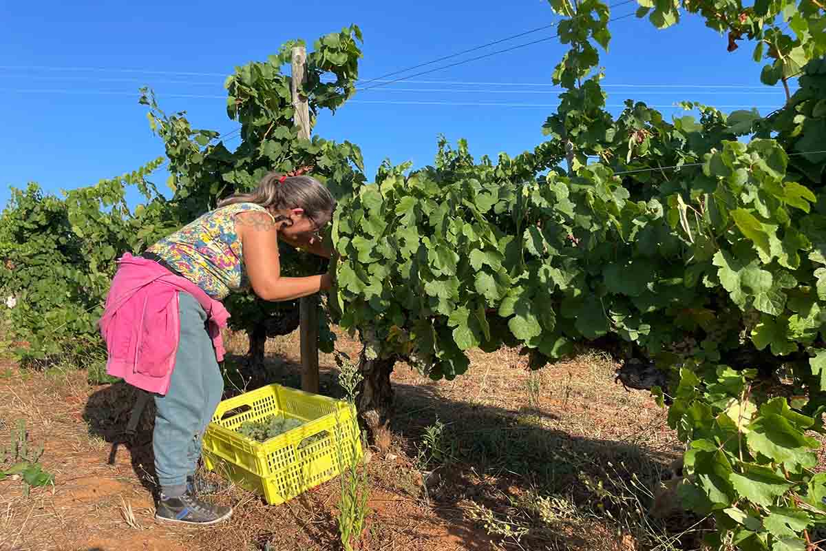 Inicio dos traballos da vendimia en Valdeorras. Cedida
