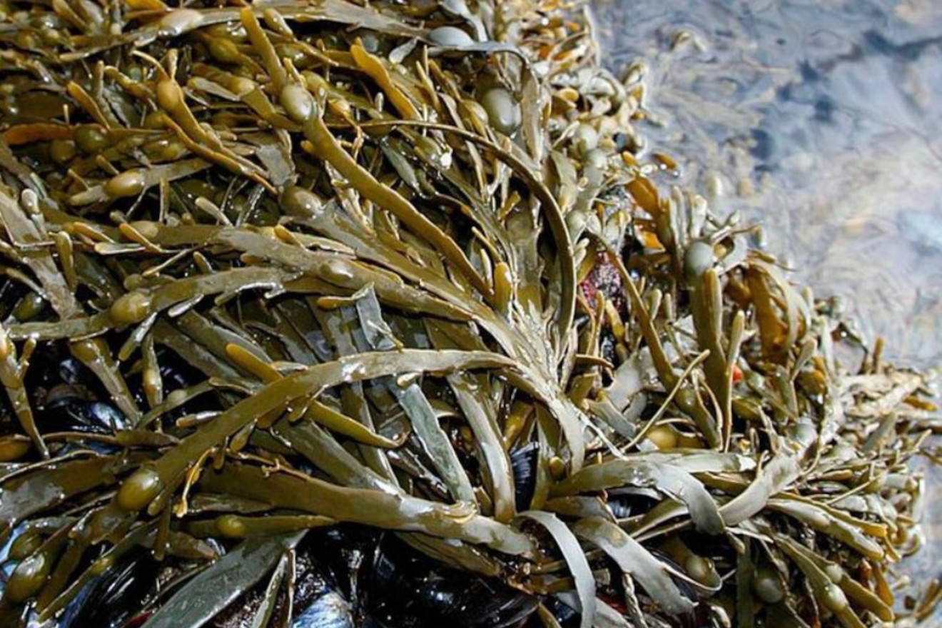 Imaxe da alga parda Ascophyllum nodosum L. 