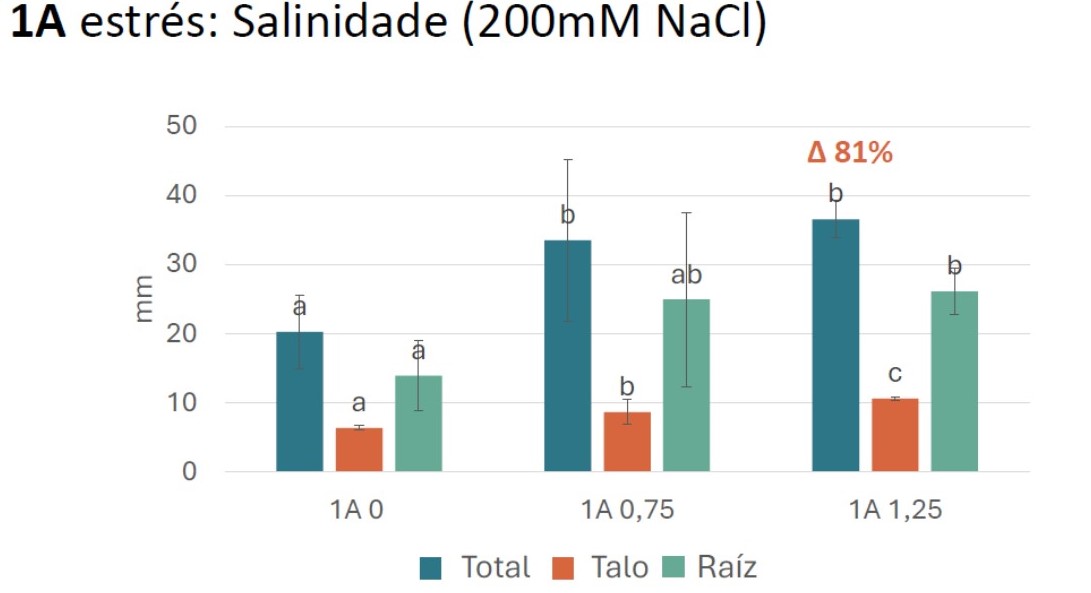 Gráfico: Evaluación del efecto del bioestimulante 1A ante el estrés salino en la germinación del berro. Pruebas sin estimulante (1A0), dosis 0,75ml/L (1A0,75), y 1,25ml/L (1A1,25). El crecimiento se muestra en milímetros y código de colores: azul, crecimiento total; naranja, crecimiento del tallo; verde, crecimiento de la raíz.