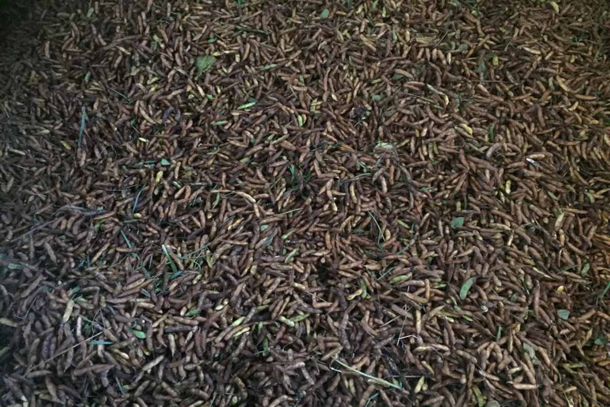 Imagen de producción de soja. Cedida