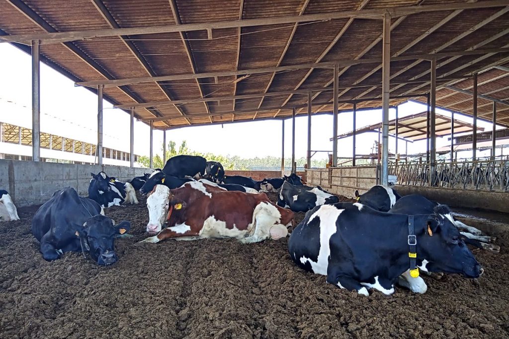 As vacas secas están en cama fría de compost e as vacas en produción en cubículos con serrín