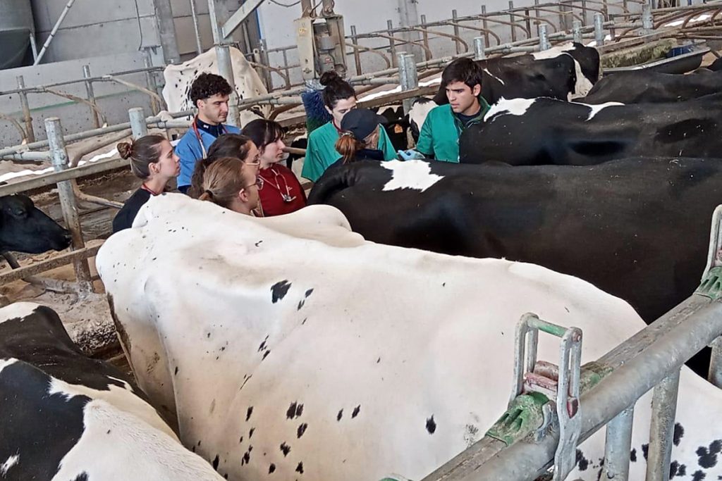 Estudantes de Veterinaria realizando as súas prácticas coas vacas da Granxa Gayoso Castro