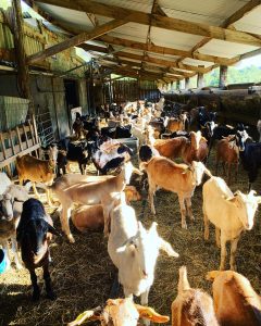 cabras val de conso 1