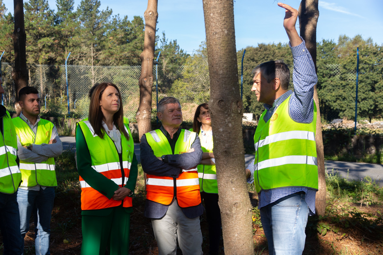 conselleira coniferas pinheiros 3 FINSA