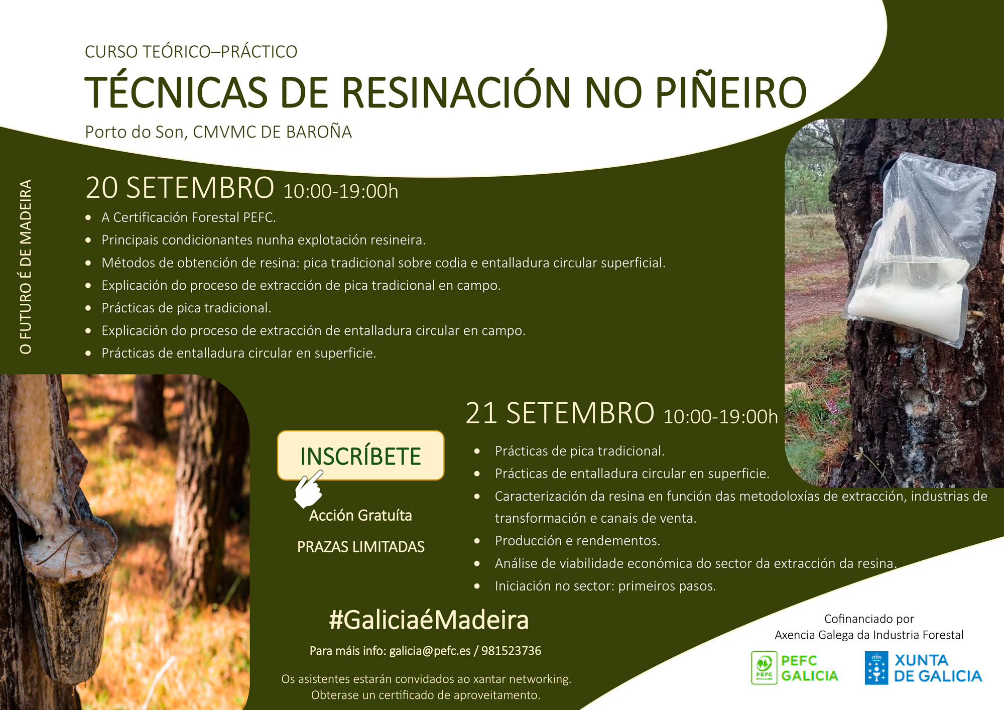 curso pefc resina pinheiro