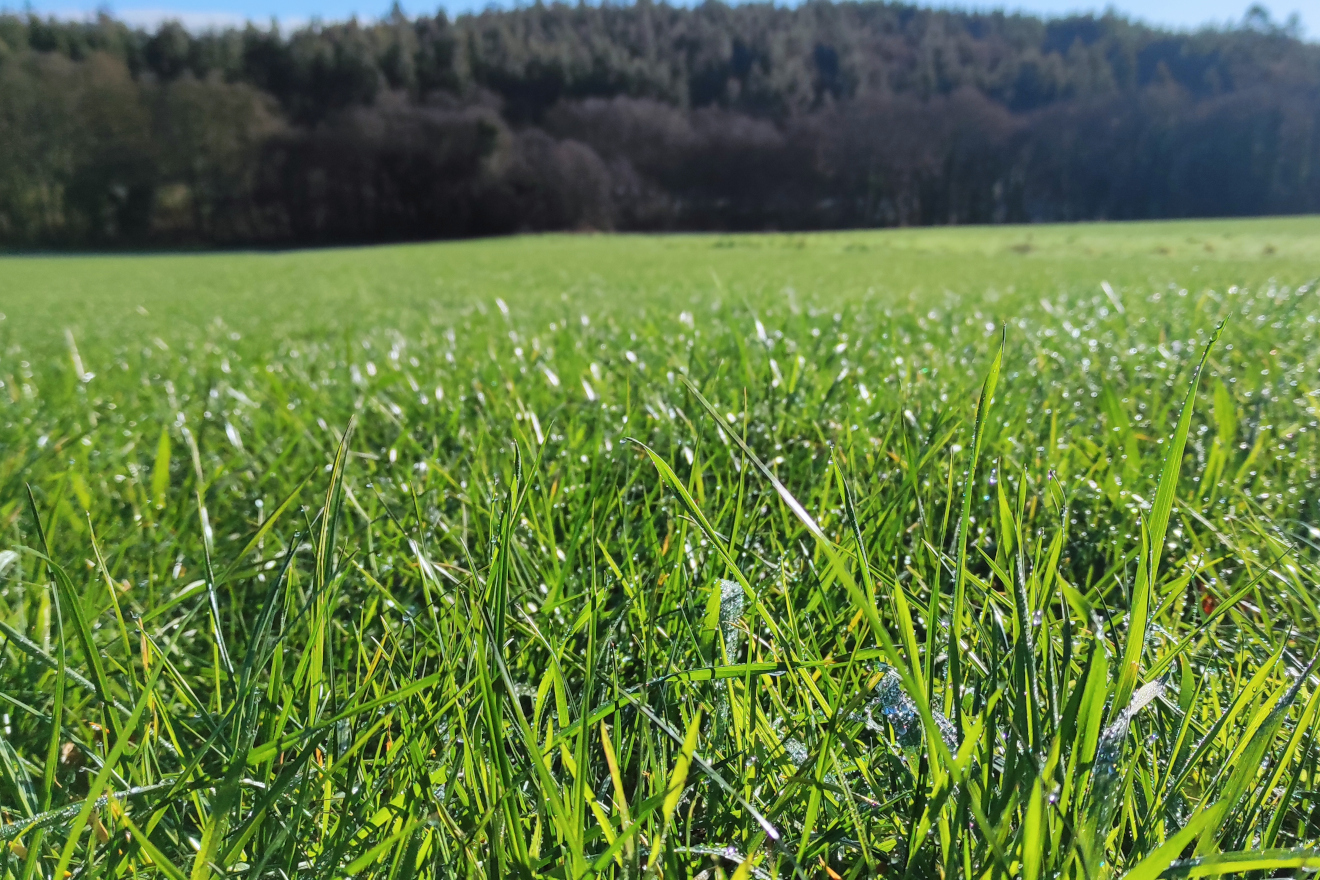 ensilado pradeira herba DELAGRO herba 2