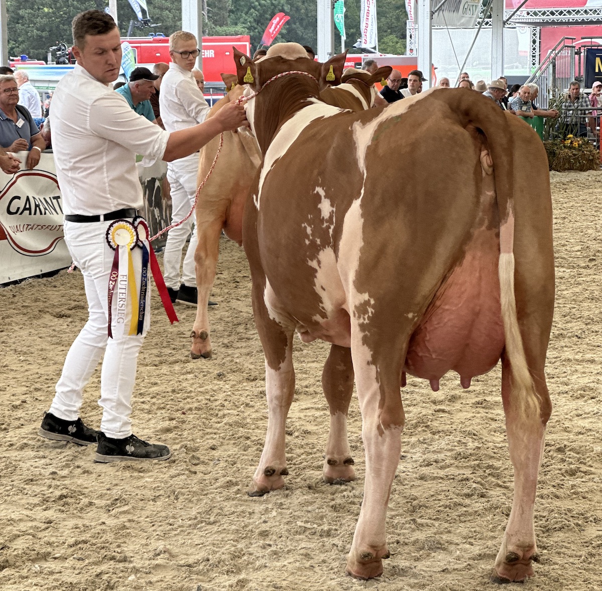 Fleckvieh en Austria é paixón.