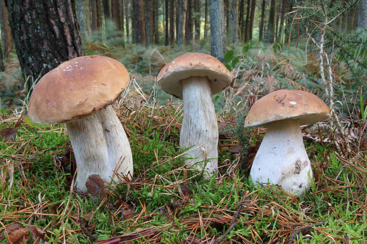 Boletus edulis recollidos en piñeiro. / Julián Alonso.