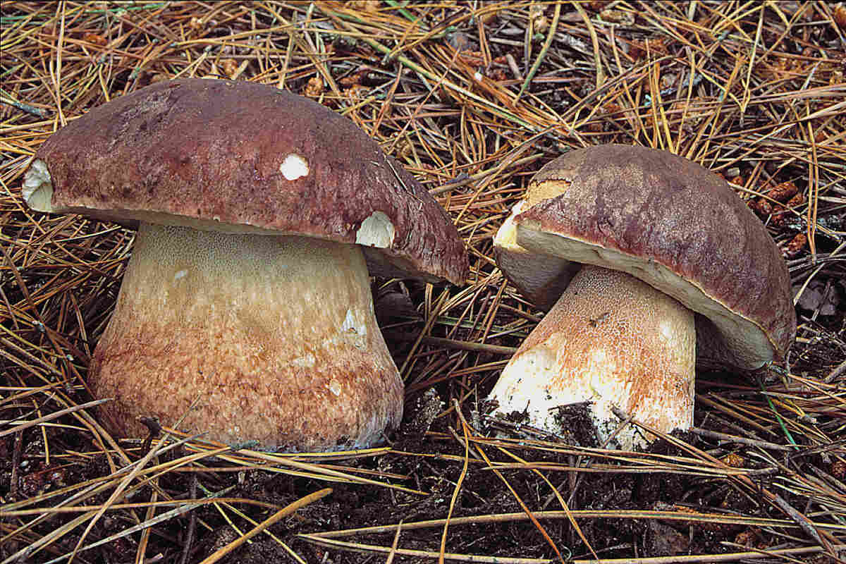 Boletus pinophilus nas parcelas de estudio. / Julián Alonso.
