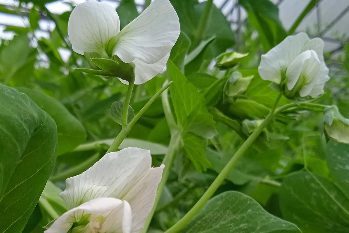 Flor de chícharo. Cedida 