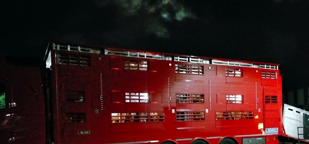 Tráiler cargado na provincia de Lugo becerros de explotacións galegas con destino a fóra da comunidade