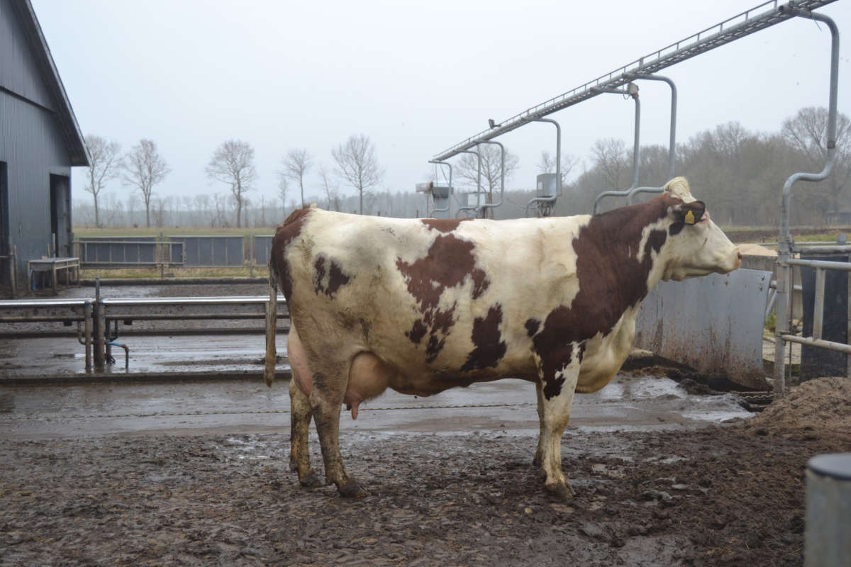 Vaca procross do lote de produción.