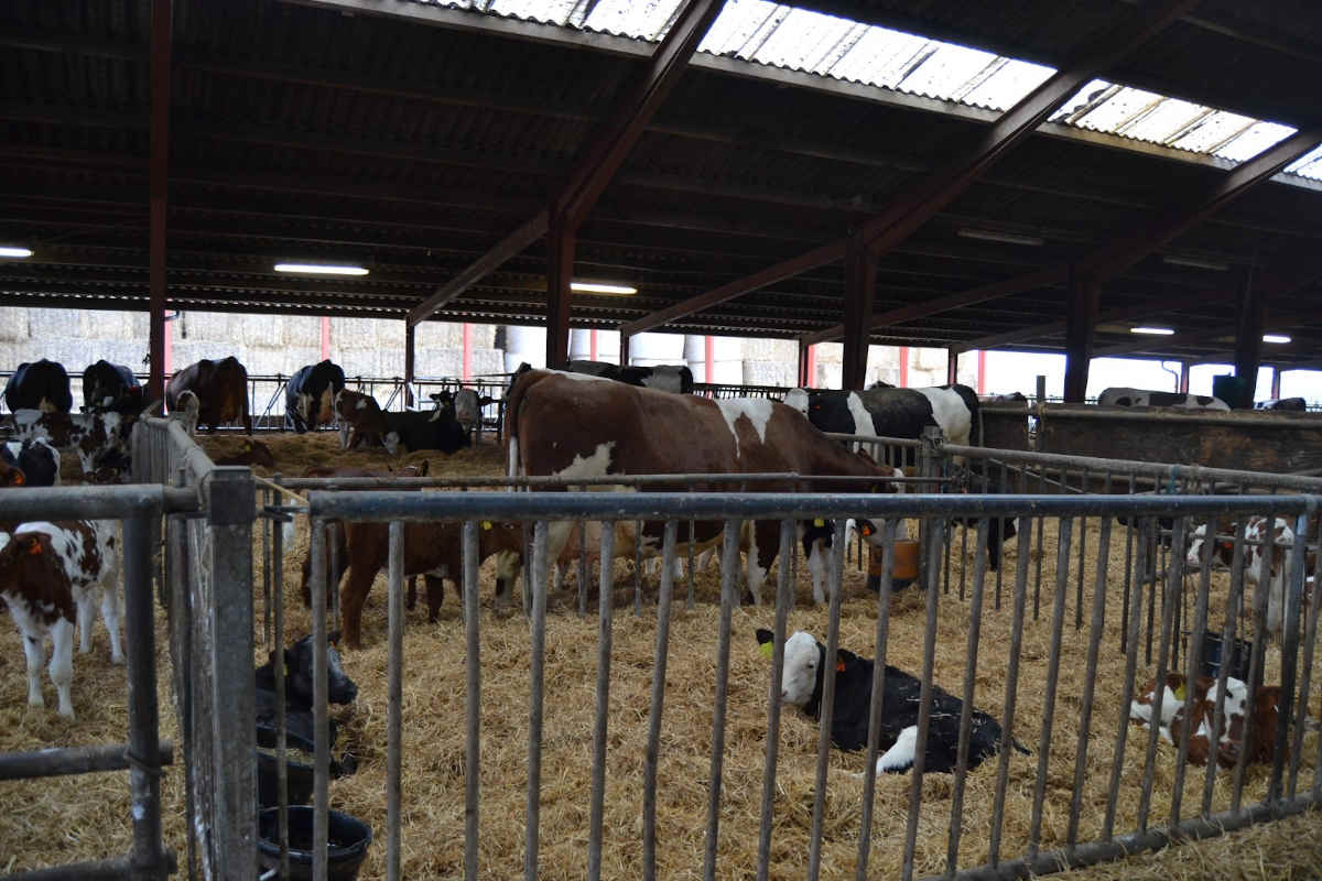Lote no que os becerros pasan de alimentarse da nai ao grupo de vacas nodrizas.