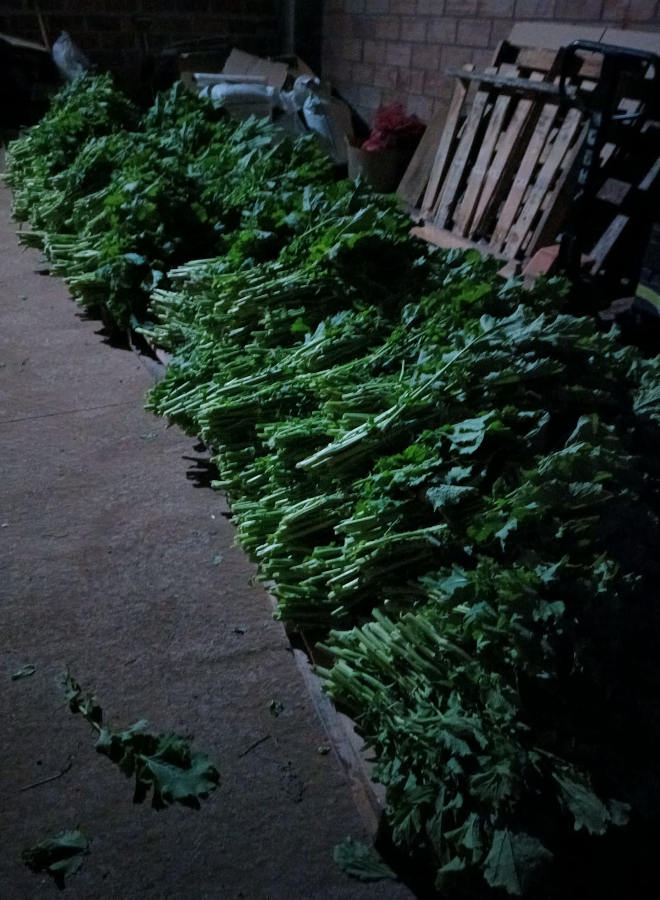 Durante todo el invierno, sobre todo el mes de febrero, Óscar recoge nabiza para conserva y para venta en fresco.