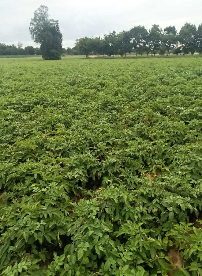En verano la patata ecológica es el cultivo que ocupa mayor superficie.