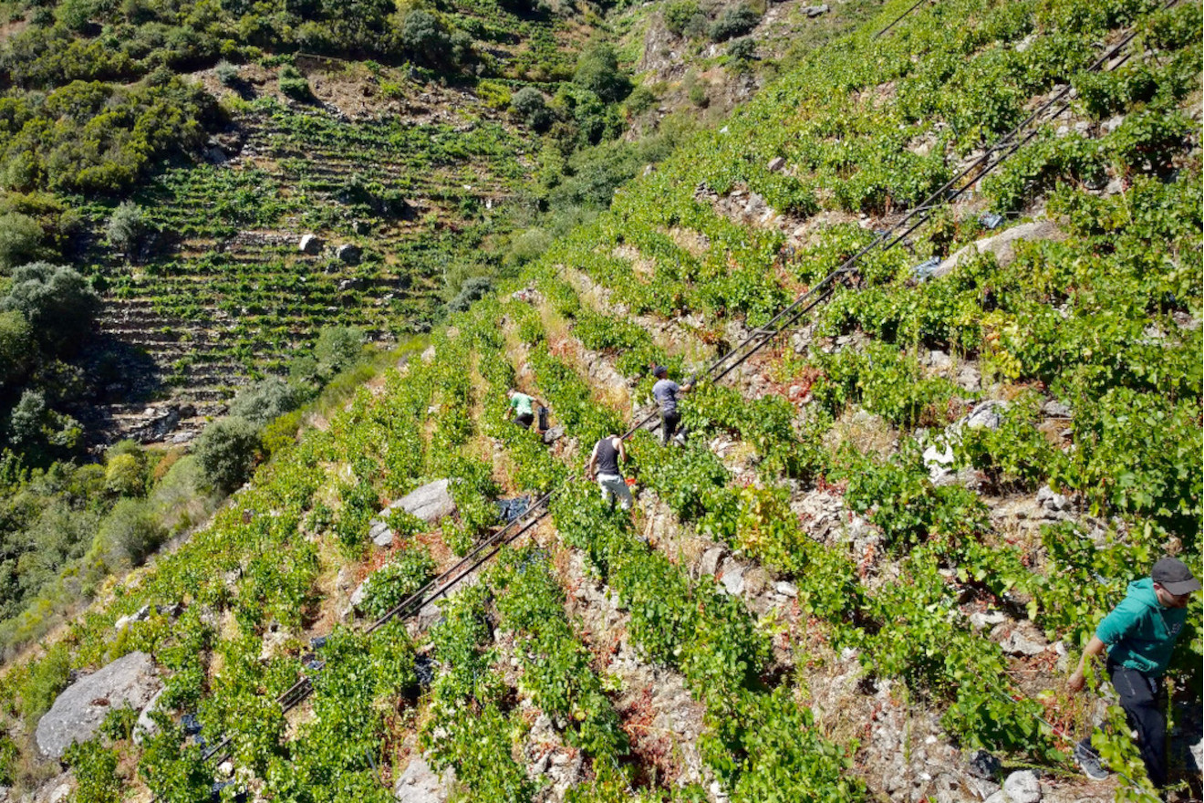 ribeira sacra vendima socalcos bancales